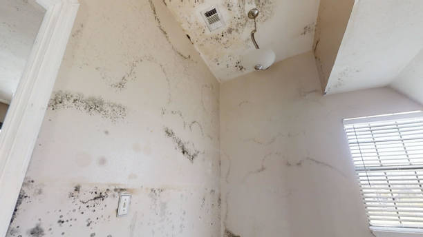 Best Flood Damage  in Lusk, WY