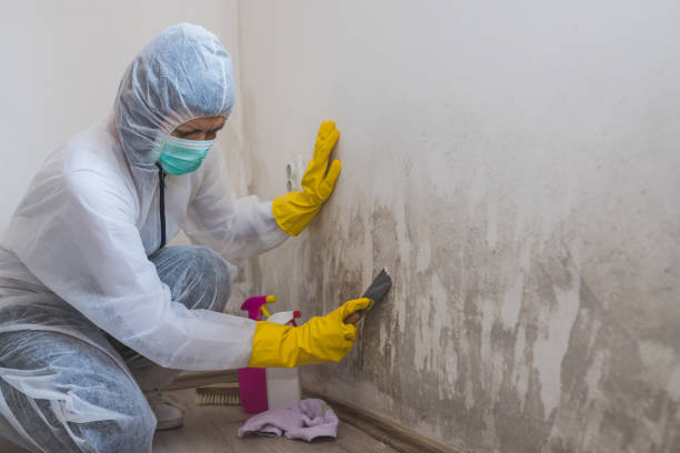 Mold Documentation for Insurance Claims in Lusk, WY