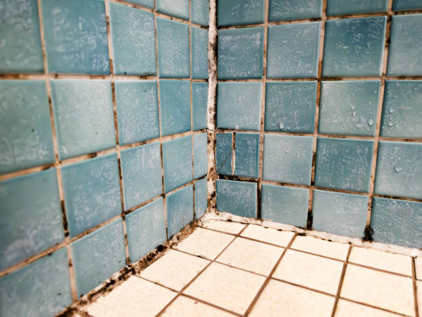  Lusk, WY Mold Removal Pros