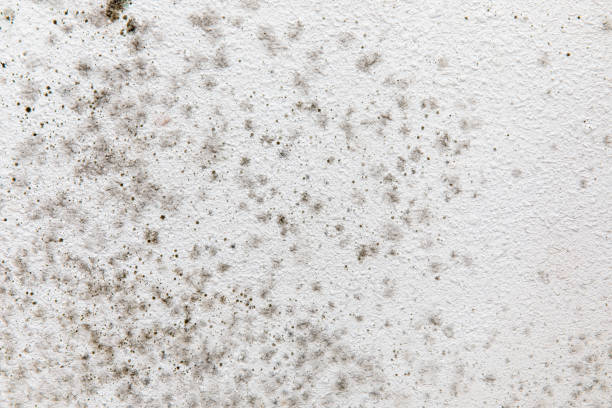Best Indoor Air Quality Assessment  in Lusk, WY